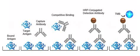 cortisol elisa